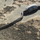 Illustration for article titled This Python Ate a Porcupine, Which Turned Out to Be a Bad Idea